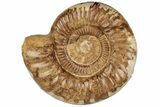 8.7" Jurassic Ammonite (Perisphinctes) - Madagascar - #199235-1